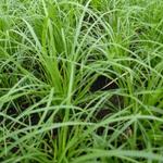 Carex montana - 