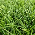 Carex foliosissima 'Irish Green' - 