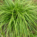 Carex morrowii 'JS Mosten' - 