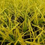Carex oshimensis 'Everillo' - 
