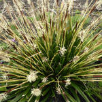 Carex oshimensis 'JS Greenwell' - 