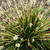 Carex oshimensis 'JS Greenwell'