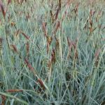Carex panicea - LÂICHE FAUX PANIC
