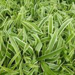 Carex brunnea 'Variegata' - 