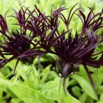 Centaurea montana 'Black Sprite' - 