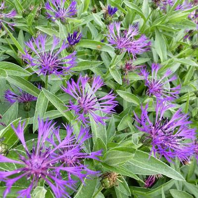 Centaurea montana 'Violetta' - 