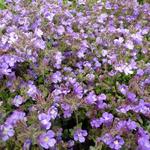 Chaenorhinum origanifolium 'Blue Dream' - 