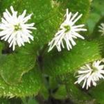 Chloranthus Japonicus - 