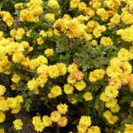 Chrysanthemum Indicum  'Bienchen' - Chrysanthemum Indicum 'Bienchen'