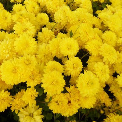 Chrysanthemum indicum 'Citronella' - Chrysanthemum indicum 'Citronella'