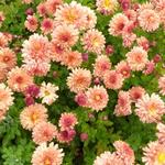 Chrysanthemum indicum 'Herbstbrokat' - 