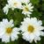 Chrysanthemum indicum 'Poesie'