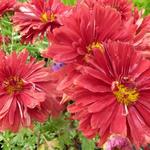 Chrysanthemum rubellum  'Duchess of Edinburgh' - 