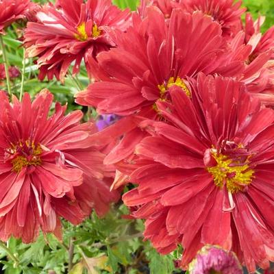 Chrysanthemum rubellum  'Duchess of Edinburgh' - Chrysanthemum rubellum 'Duchess of Edinburgh'