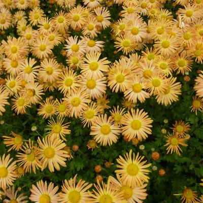 Chrysanthemum rubellum 'Mary Stoker' - Chrysanthemum rubellum 'Mary Stoker'