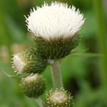 Cirsium rivulare 'Frosted Magic' - 