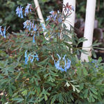 Corydalis flexuosa 'Porcelain Blue' - Corydalis flexuosa 'Porcelain Blue'