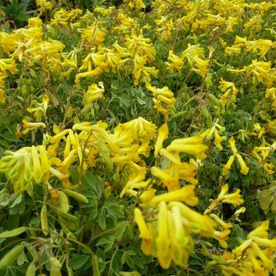 Corydalis lutea - Corydale jaune