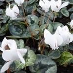 Cyclamen hederifolium 'Album' - 