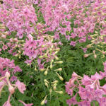 Delphinium ruysii' Pink Sensation - 