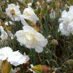 Dianthus plumarius 'Haytor White' - 