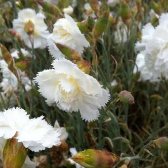 Dianthus plumarius 'Haytor White'