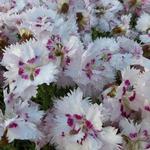 Dianthus plumarius 'Ine' - Dianthus plumarius 'Ine'