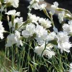 Dianthus plumarius 'Mrs Sinkins' - 