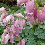 Dicentra 'King of Hearts' - 