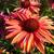 Echinacea purpurea 'Orange Passion'