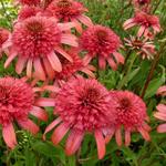Echinacea purpurea 'SECRET Passion' - 