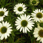 Echinacea SUNSEEKERS 'White' - Echinacea SUNSEEKERS 'White'