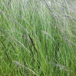 Eragrostis curvula - Schwachgekrümmtes Liebesgras
