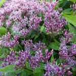 Eupatorium maculatum 'Purple Bush' - Eupatorium maculatum 'Purple Bush'
