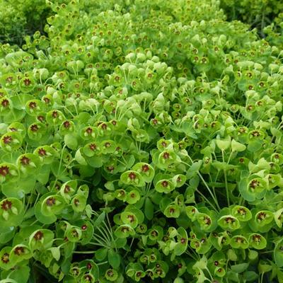 Euphorbia amygdaloides 'Kolibri' - 