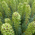 Euphorbia characias 'Black Pearl' - 