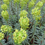 Euphorbia characias 'Blue Wonder' - Euphorbia characias 'Blue Wonder'
