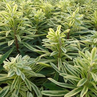 Euphorbia characias subsp. characias 'Burrow Silver' - 