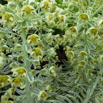 Euphorbia characias subsp. wulfenii 'Emmer Green'