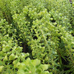 Euphorbia characias 'Forescate' - 