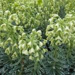 Euphorbia characias 'Glacier Blue' - Euphorbia characias 'Glacier Blue' - 