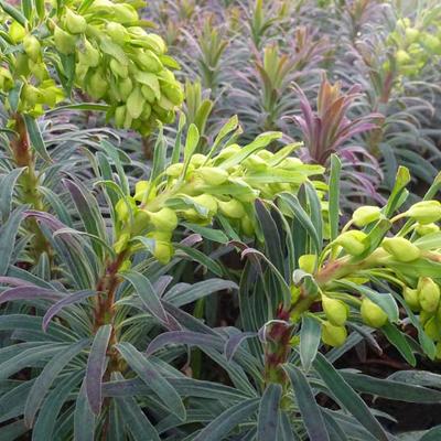 Euphorbia characias 'Purple and Gold' - 