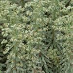 Euphorbia characias 'Silver Swan' - Euphorbia characias 'Wilcott'