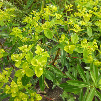 Euphorbia cornigera 'Goldener Turm' - 