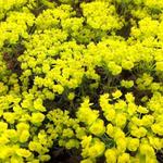 Euphorbia cyparissias   'Clarice Howard' - 