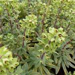Euphorbia x martinii 'Ascot Rainbow' - 