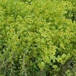 Euphorbia 'Copton Ash' - 