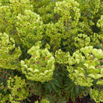 Euphorbia x martinii - EUPHORBE DE MARTIN - Euphorbia x martinii