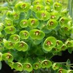 Euphorbia x martinii 'Baby Charm' - Euphorbia x martiniii 'Baby Charm'