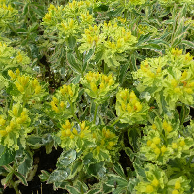 Euphorbia polychroma 'Variegata' - 